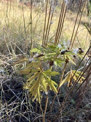 Anemone cylindrica