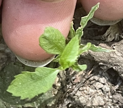 Proserpinaca palustris