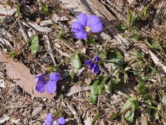 Scaevola striata
