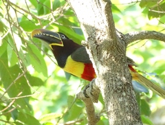 Pteroglossus castanotis