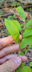 Itea virginica