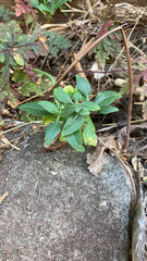 Centranthus ruber