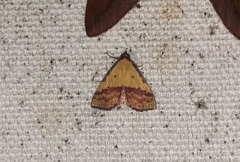 Phytometra rhodarialis