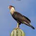 Crested Caracara - Photo (c) MarvalPhotography19, some rights reserved (CC BY-NC-ND), uploaded by MarvalPhotography19