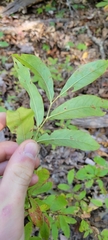 Itea virginica
