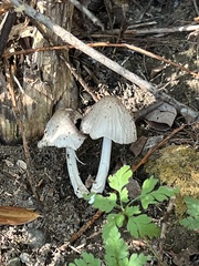 Coprinopsis atramentaria