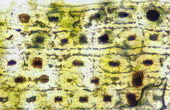 Nothophaeocryptopus gaeumannii