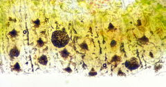 Nothophaeocryptopus gaeumannii
