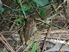 Limnonectes microdiscus