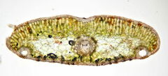 Nothophaeocryptopus gaeumannii