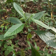 Heliotropium tiaridioides