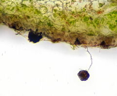 Nothophaeocryptopus gaeumannii