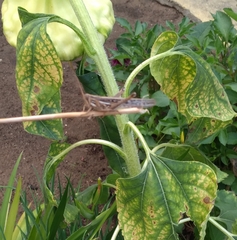 Schistocerca pallens