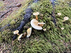 Hygrophorus chrysodon