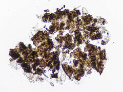 Nothophaeocryptopus gaeumannii
