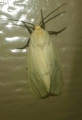 Pareuchaetes insulata