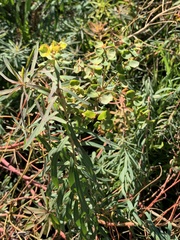 Euphorbia esula
