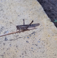 Schistocerca pallens