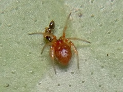 Ruborridion musivum
