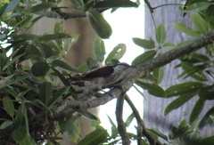 Campylorhynchus chiapensis