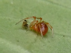 Ruborridion musivum
