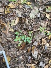 Agrimonia gryposepala