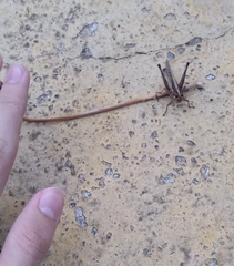 Schistocerca pallens