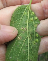 Pachypsylla celtidisasterisca