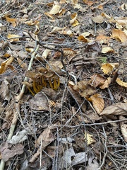 Craterellus tubaeformis