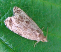 Olethreutes furfuranum