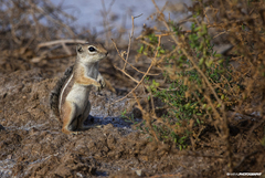 Ammospermophilus leucurus