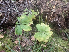 Sanicula marilandica