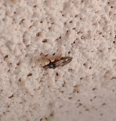 Pseudopamera nitidula