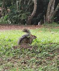 Sciurus variegatoides