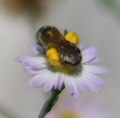 Halictus ligatus
