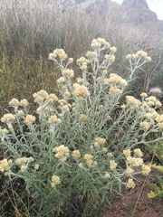 Pseudognaphalium biolettii