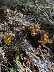 Craterellus tubaeformis
