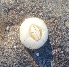 Chelonibia testudinaria