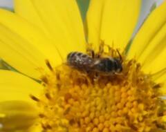 Halictus ligatus