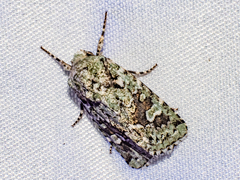 Lacinipolia laudabilis