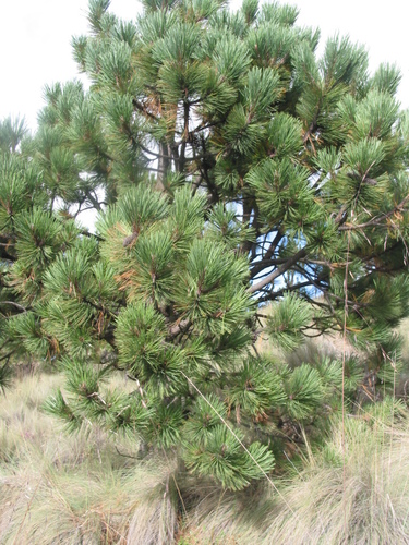 Hartweg's pine