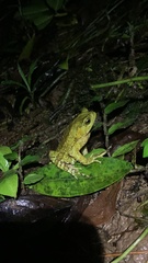 Incilius coniferus