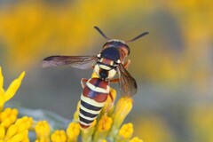 Euodynerus annulatus