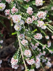 Thryptomene saxicola