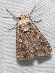 Spodoptera exigua