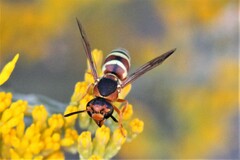 Euodynerus annulatus