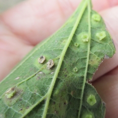 Pachypsylla celtidisasterisca