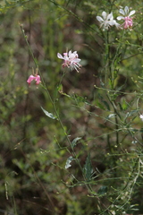 Gaura