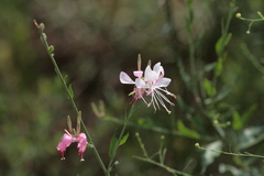 Gaura