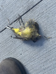 Setophaga palmarum
